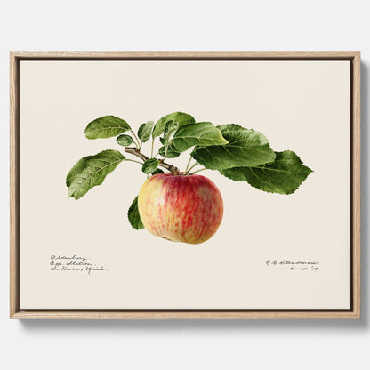 Canvastavla till kök med Äpple – Plansch med frukt, fruktposter, äppeltavla, poster äpplen, köksposter, tavla till kök, poster till kök