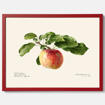 Kökstavla med Äpple poster – Plansch med frukt, fruktposter, äppeltavla, poster äpplen, köksposter, tavla till kök, poster till kök