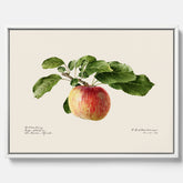 Canvastavla till kök med Äpple – Plansch med frukt, fruktposter, äppeltavla, poster äpplen, köksposter, tavla till kök, poster till kök
