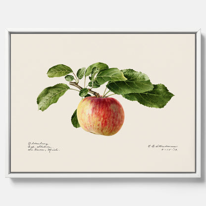 Canvastavla till kök med Äpple – Plansch med frukt, fruktposter, äppeltavla, poster äpplen, köksposter, tavla till kök, poster till kök