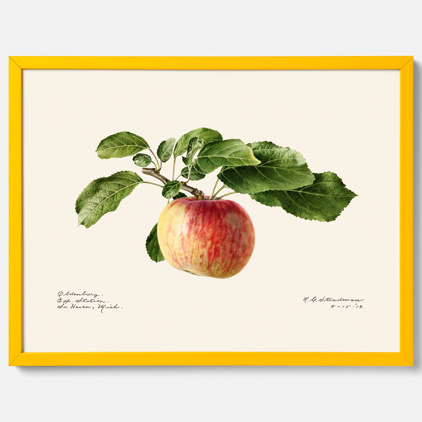 Kökstavla med Äpple poster – Plansch med frukt, fruktposter, äppeltavla, poster äpplen, köksposter, tavla till kök, poster till kök