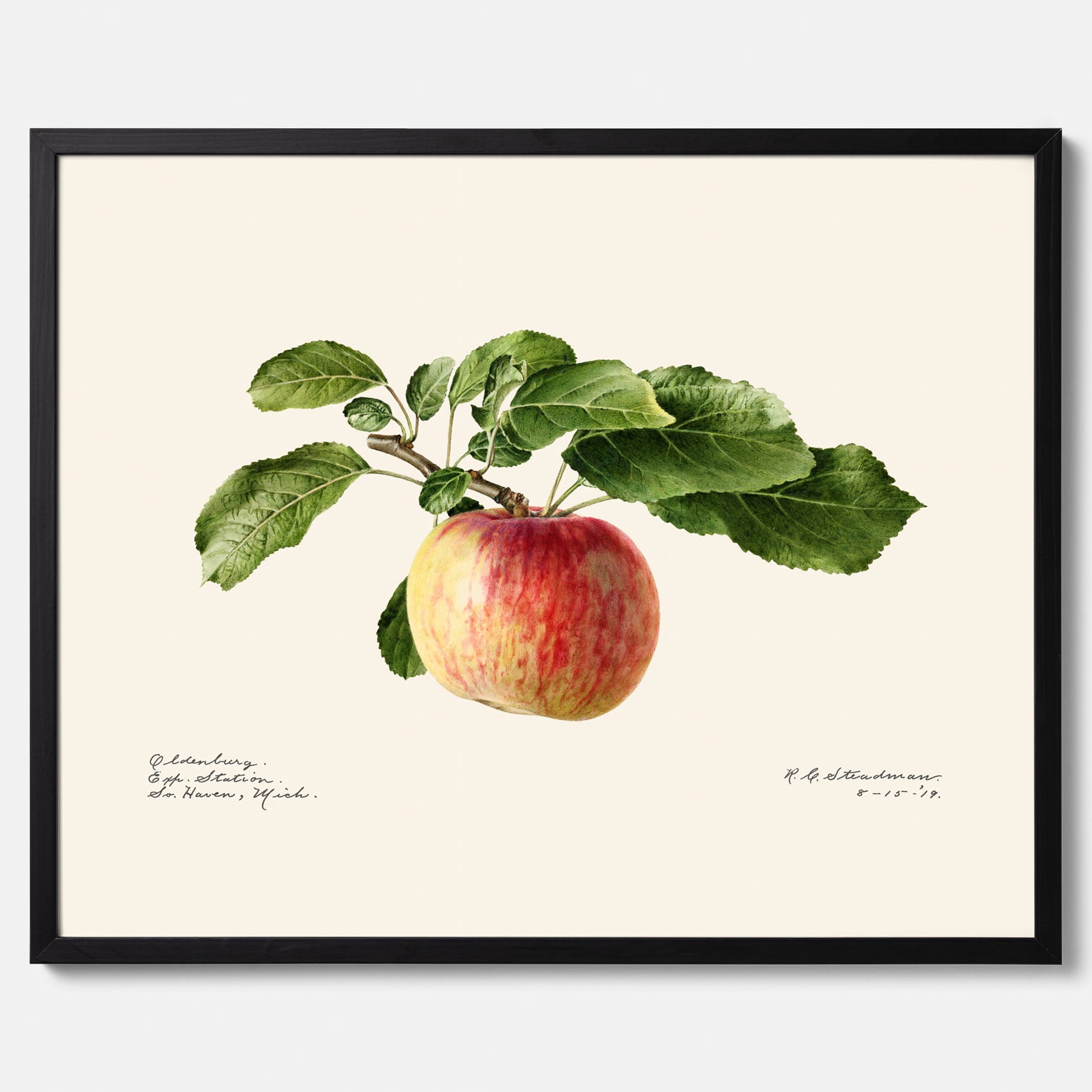 Kökstavla med Äpple poster – Plansch med frukt, fruktposter, äppeltavla, poster äpplen, köksposter, tavla till kök, poster till kök