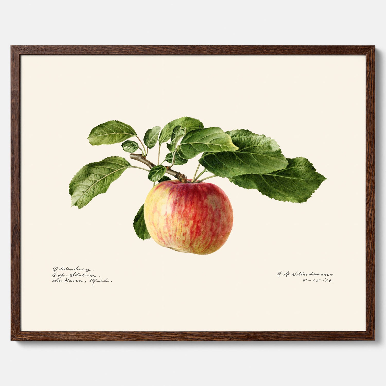 Kökstavla med Äpple poster – Plansch med frukt, fruktposter, äppeltavla, poster äpplen, köksposter, tavla till kök, poster till kök