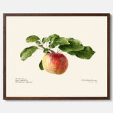 Kökstavla med Äpple poster – Plansch med frukt, fruktposter, äppeltavla, poster äpplen, köksposter, tavla till kök, poster till kök