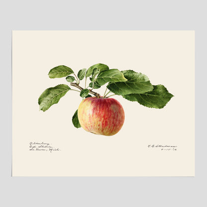 Kökstavla med Äpple poster – Plansch med frukt, fruktposter, äppeltavla, poster äpplen, köksposter, tavla till kök, poster till kök
