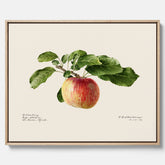Canvastavla till kök med Äpple – Plansch med frukt, fruktposter, äppeltavla, poster äpplen, köksposter, tavla till kök, poster till kök