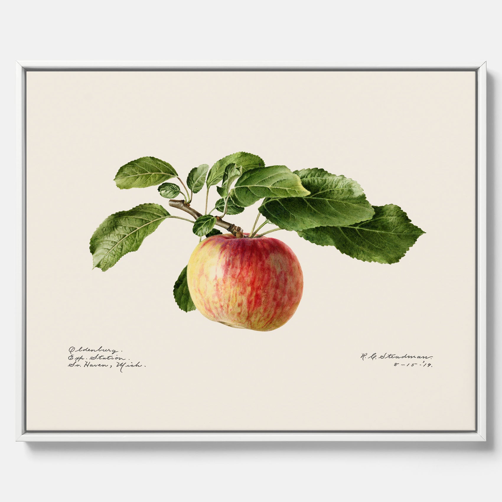 Canvastavla till kök med Äpple – Plansch med frukt, fruktposter, äppeltavla, poster äpplen, köksposter, tavla till kök, poster till kök