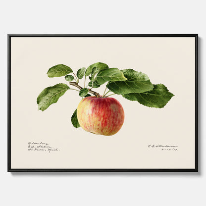 Canvastavla till kök med Äpple – Plansch med frukt, fruktposter, äppeltavla, poster äpplen, köksposter, tavla till kök, poster till kök