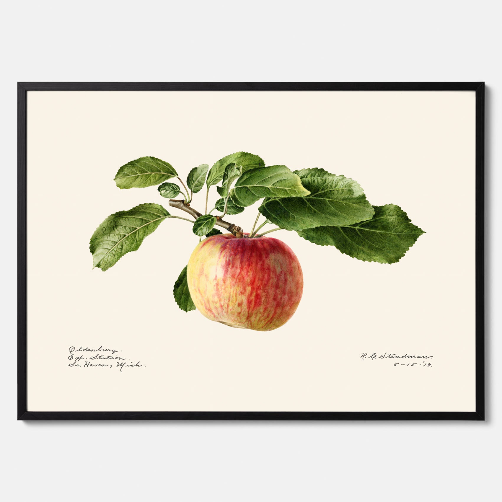 Kökstavla med Äpple poster – Plansch med frukt, fruktposter, äppeltavla, poster äpplen, köksposter, tavla till kök, poster till kök