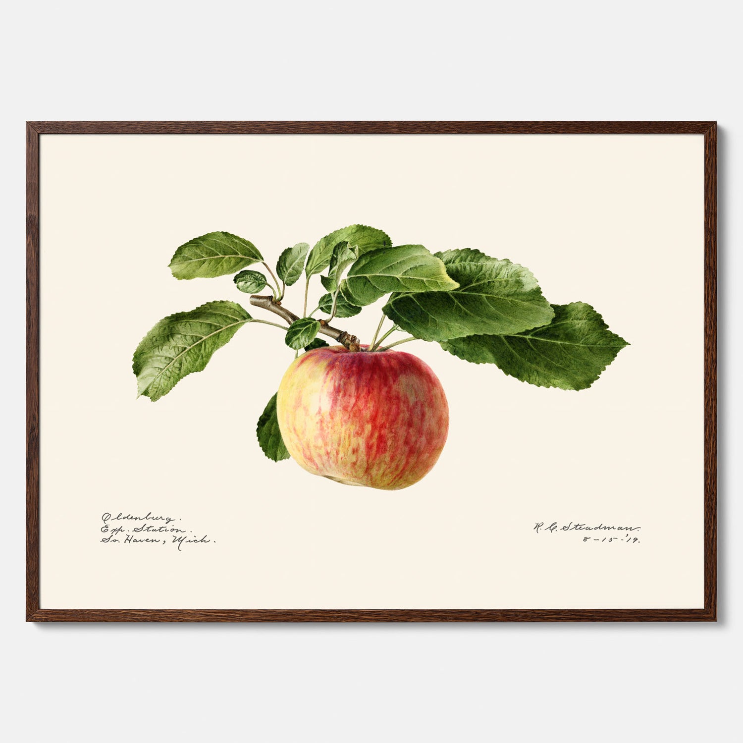 Kökstavla med Äpple poster – Plansch med frukt, fruktposter, äppeltavla, poster äpplen, köksposter, tavla till kök, poster till kök