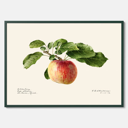Kökstavla med Äpple poster – Plansch med frukt, fruktposter, äppeltavla, poster äpplen, köksposter, tavla till kök, poster till kök