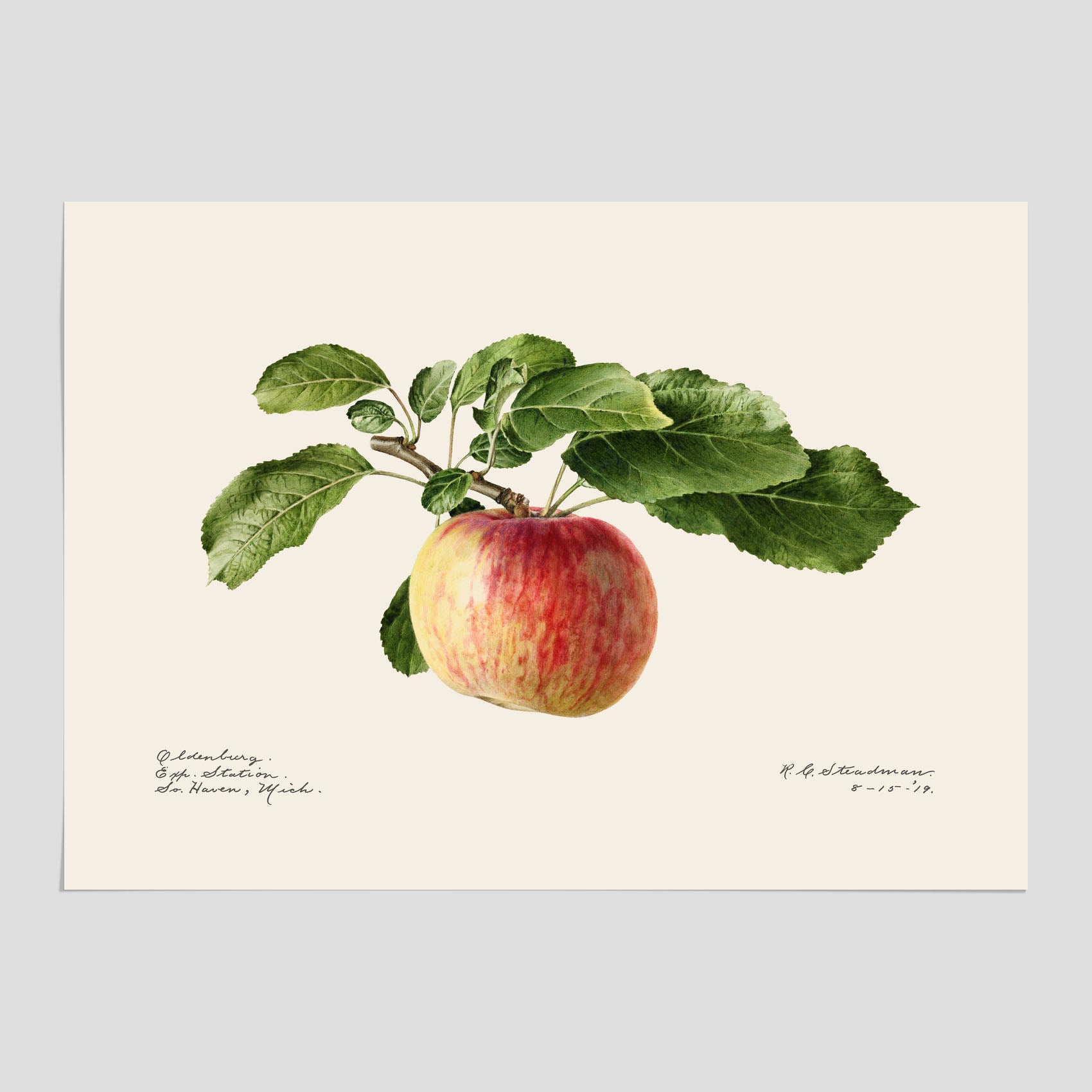 Kökstavla med Äpple poster – Plansch med frukt, fruktposter, äppeltavla, poster äpplen, köksposter, tavla till kök, poster till kök