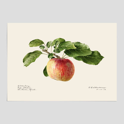 Kökstavla med Äpple poster – Plansch med frukt, fruktposter, äppeltavla, poster äpplen, köksposter, tavla till kök, poster till kök