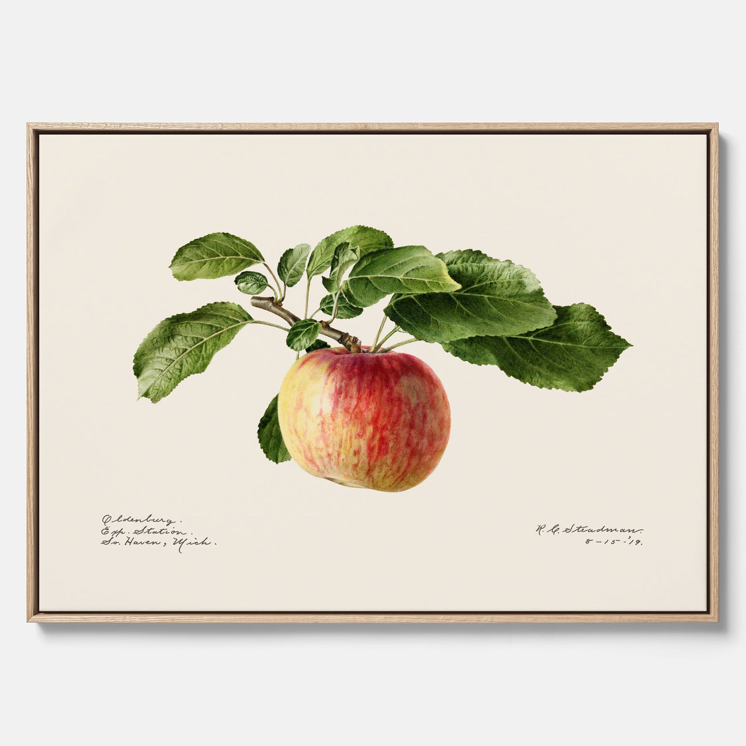 Canvastavla till kök med Äpple – Plansch med frukt, fruktposter, äppeltavla, poster äpplen, köksposter, tavla till kök, poster till kök