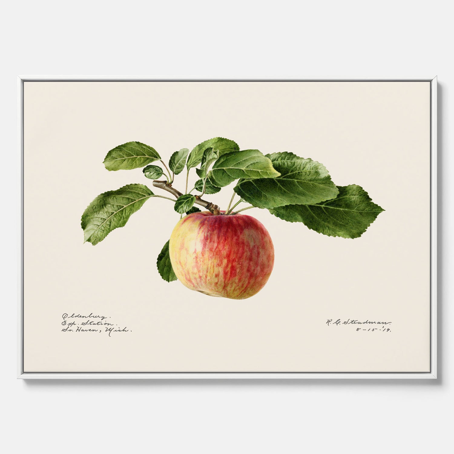 Canvastavla till kök med Äpple – Plansch med frukt, fruktposter, äppeltavla, poster äpplen, köksposter, tavla till kök, poster till kök