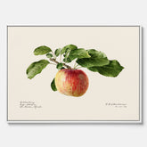 Canvastavla till kök med Äpple – Plansch med frukt, fruktposter, äppeltavla, poster äpplen, köksposter, tavla till kök, poster till kök