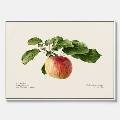 Canvastavla till kök med Äpple – Plansch med frukt, fruktposter, äppeltavla, poster äpplen, köksposter, tavla till kök, poster till kök