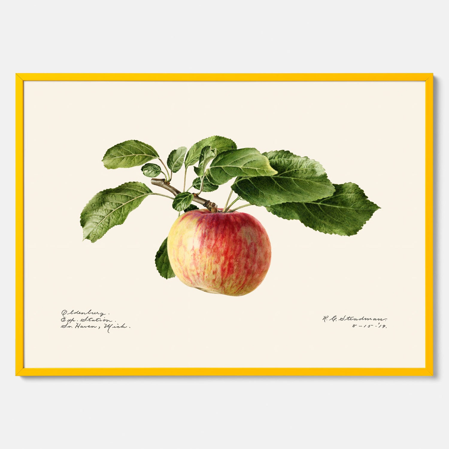 Kökstavla med Äpple poster – Plansch med frukt, fruktposter, äppeltavla, poster äpplen, köksposter, tavla till kök, poster till kök