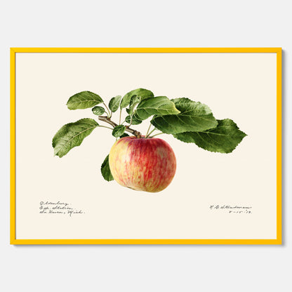 Kökstavla med Äpple poster – Plansch med frukt, fruktposter, äppeltavla, poster äpplen, köksposter, tavla till kök, poster till kök