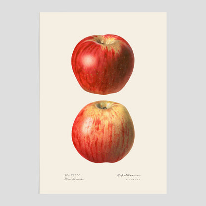 Kökstavla med Äpple poster No.2  – Köksposter, tavla till kök med applen, poster till kök