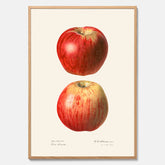 Kökstavla med Äpple poster No.2  – Köksposter, tavla till kök med applen, poster till kök