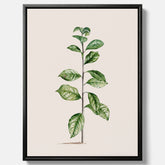 Kökstavla på canvas med Arabisk kaffeplanta Poster – Vintageaffisch med en botanisk illustration, köksposter, tavla till kök, poster till kök