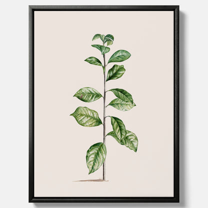 Kökstavla på canvas med Arabisk kaffeplanta Poster – Vintageaffisch med en botanisk illustration, köksposter, tavla till kök, poster till kök