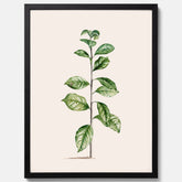 Kökstavla med Arabisk kaffeplanta Poster – Vintageaffisch med en botanisk illustration, köksposter, tavla till kök, poster till kök