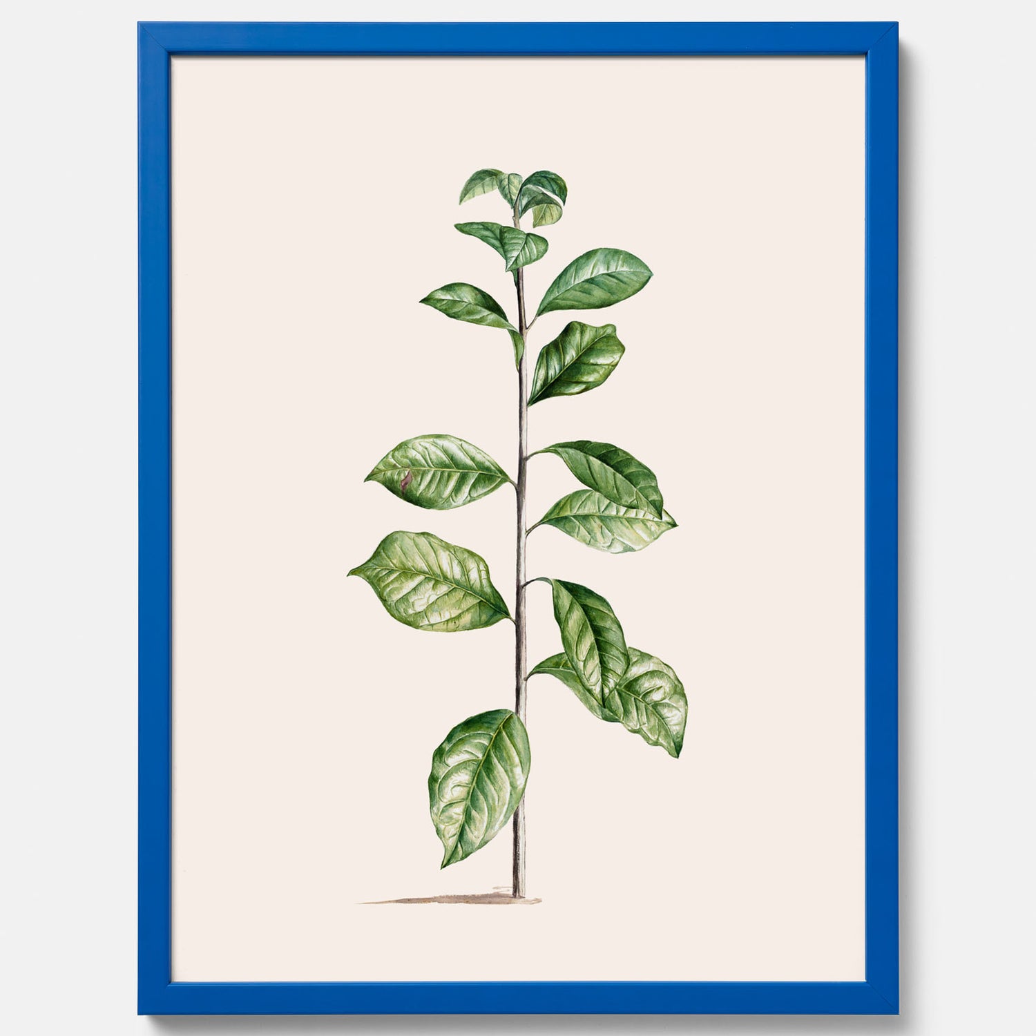 Kökstavla med Arabisk kaffeplanta Poster – Vintageaffisch med en botanisk illustration, köksposter, tavla till kök, poster till kök