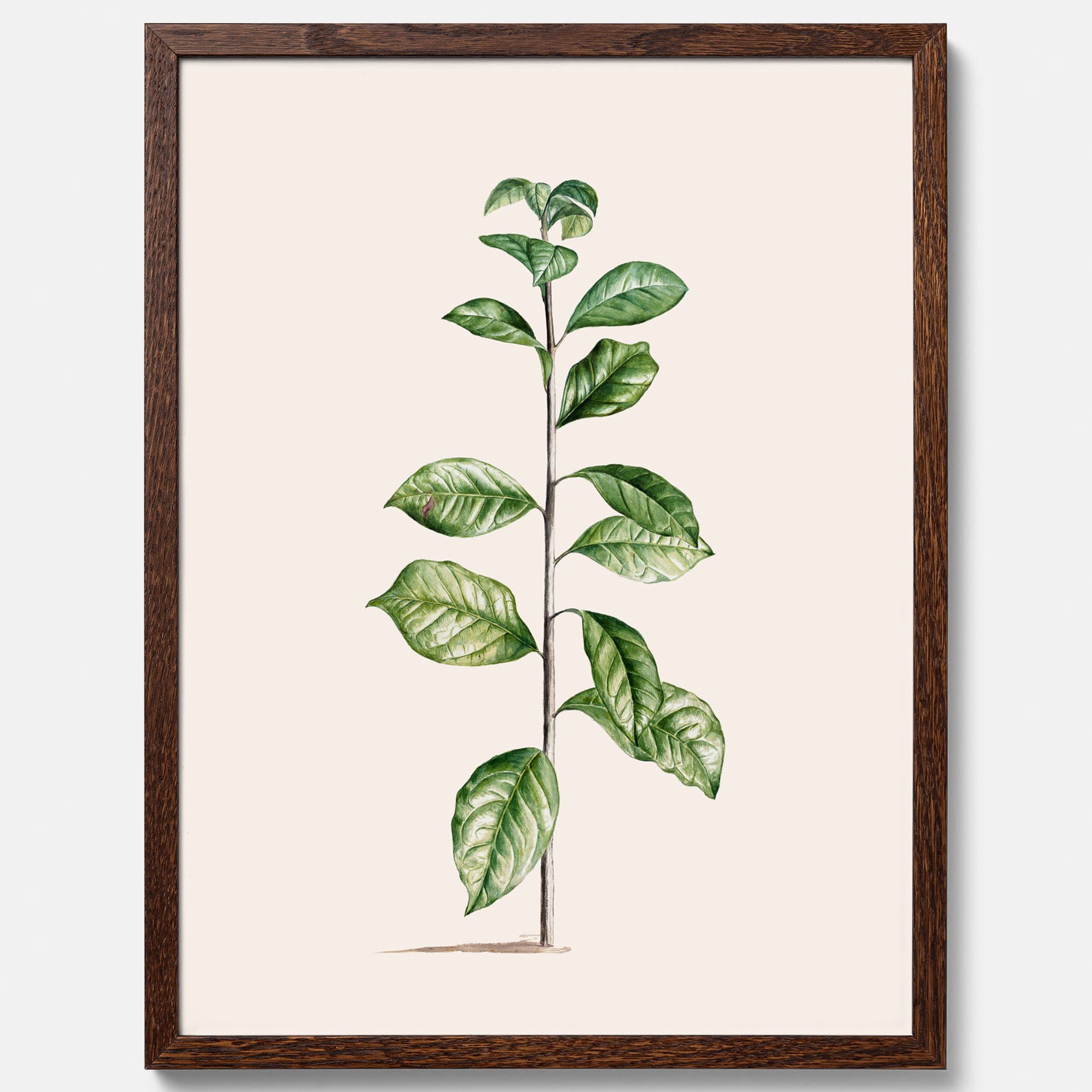 Kökstavla med Arabisk kaffeplanta Poster – Vintageaffisch med en botanisk illustration, köksposter, tavla till kök, poster till kök