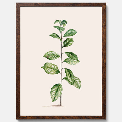 Kökstavla med Arabisk kaffeplanta Poster – Vintageaffisch med en botanisk illustration, köksposter, tavla till kök, poster till kök