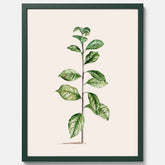 Kökstavla med Arabisk kaffeplanta Poster – Vintageaffisch med en botanisk illustration, köksposter, tavla till kök, poster till kök