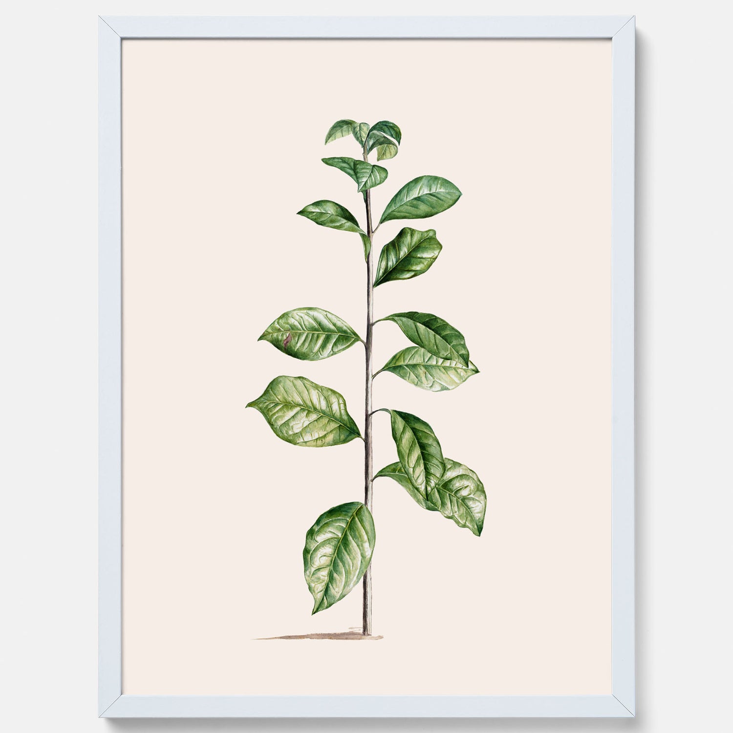 Kökstavla med Arabisk kaffeplanta Poster – Vintageaffisch med en botanisk illustration, köksposter, tavla till kök, poster till kök