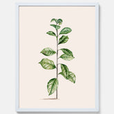Kökstavla med Arabisk kaffeplanta Poster – Vintageaffisch med en botanisk illustration, köksposter, tavla till kök, poster till kök