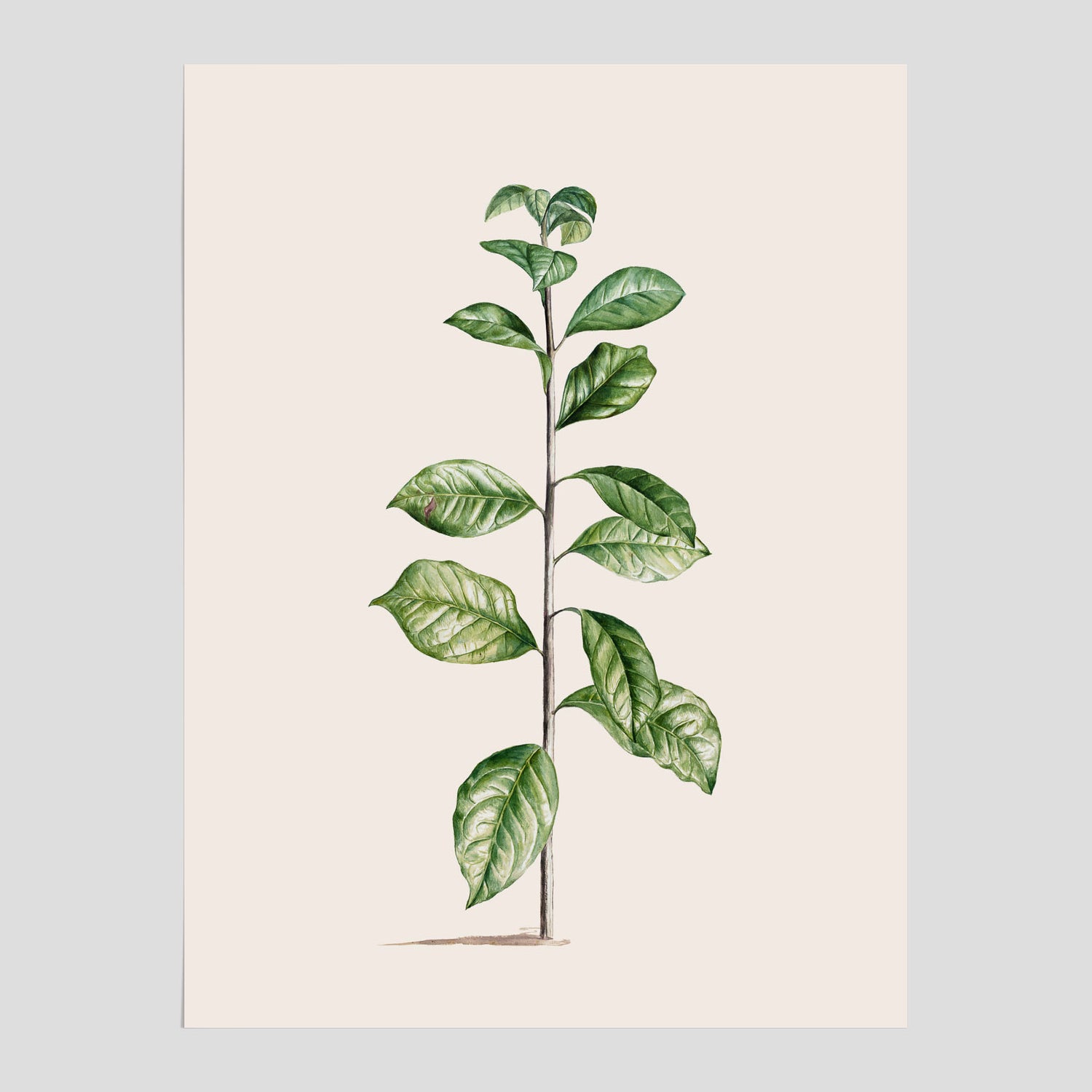 Kökstavla med Arabisk kaffeplanta Poster – Vintageaffisch med en botanisk illustration, köksposter, tavla till kök, poster till kök