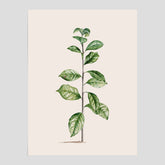 Kökstavla med Arabisk kaffeplanta Poster – Vintageaffisch med en botanisk illustration, köksposter, tavla till kök, poster till kök