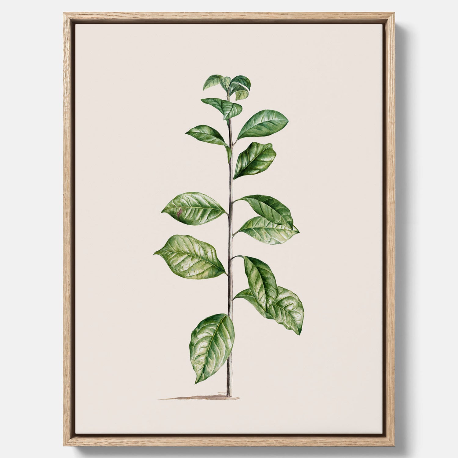 Kökstavla på canvas med Arabisk kaffeplanta Poster – Vintageaffisch med en botanisk illustration, köksposter, tavla till kök, poster till kök