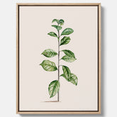 Kökstavla på canvas med Arabisk kaffeplanta Poster – Vintageaffisch med en botanisk illustration, köksposter, tavla till kök, poster till kök