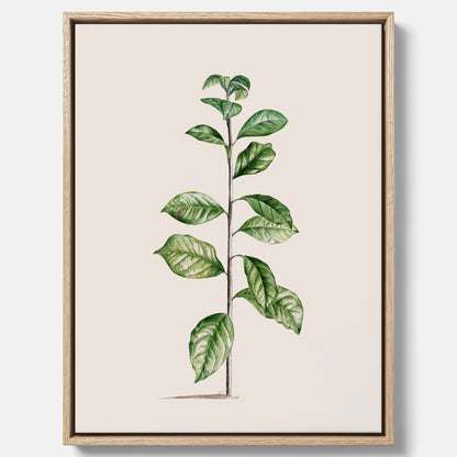 Kökstavla på canvas med Arabisk kaffeplanta Poster – Vintageaffisch med en botanisk illustration, köksposter, tavla till kök, poster till kök