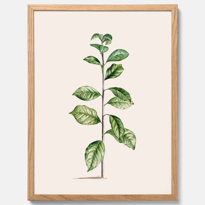 Kökstavla med Arabisk kaffeplanta Poster – Vintageaffisch med en botanisk illustration, köksposter, tavla till kök, poster till kök