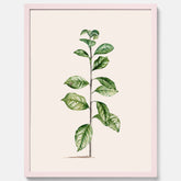 Kökstavla med Arabisk kaffeplanta Poster – Vintageaffisch med en botanisk illustration, köksposter, tavla till kök, poster till kök