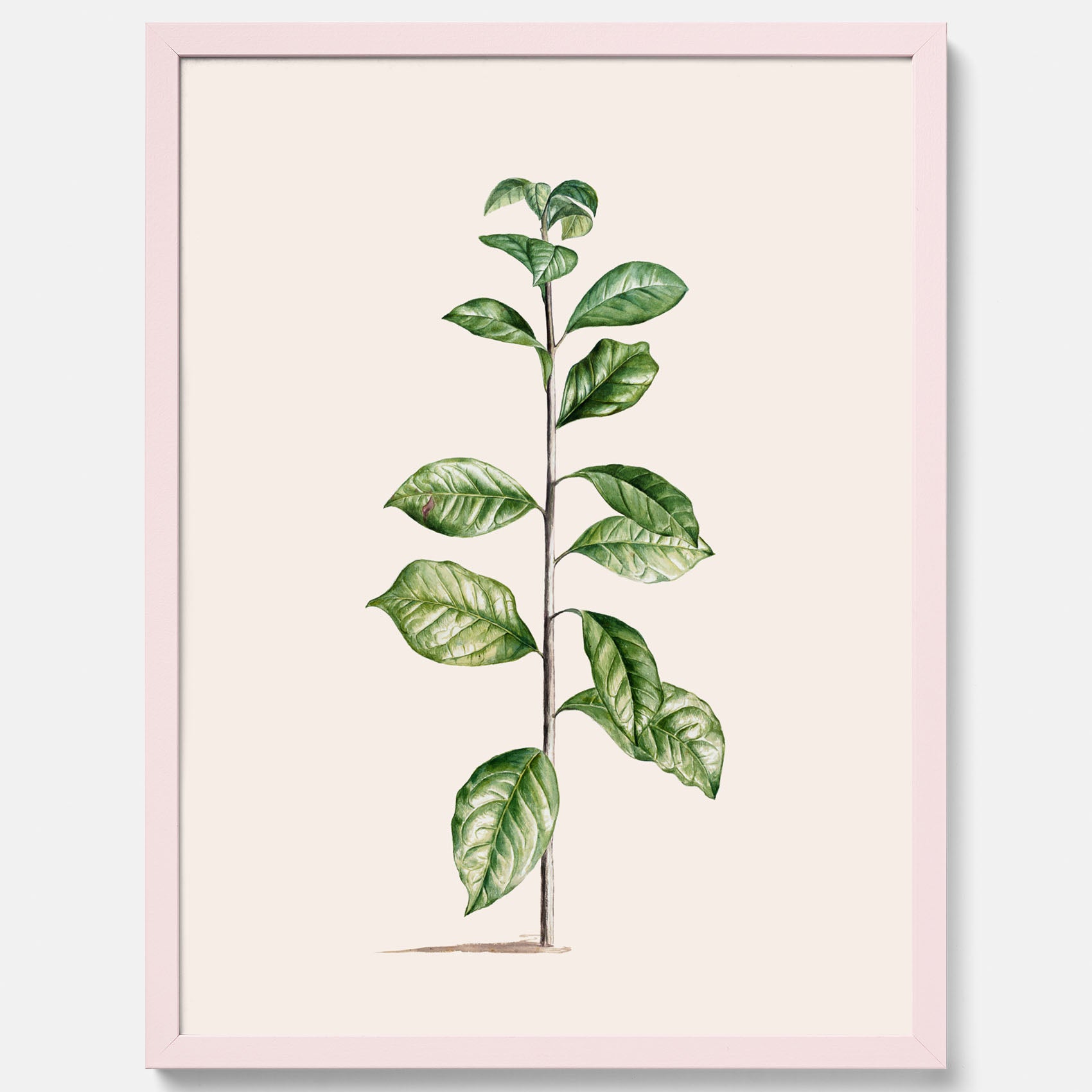 Kökstavla med Arabisk kaffeplanta Poster – Vintageaffisch med en botanisk illustration, köksposter, tavla till kök, poster till kök