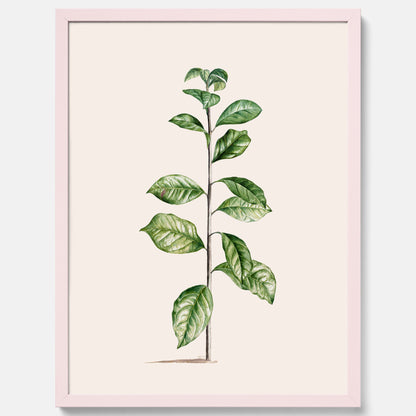 Kökstavla med Arabisk kaffeplanta Poster – Vintageaffisch med en botanisk illustration, köksposter, tavla till kök, poster till kök