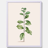 Kökstavla med Arabisk kaffeplanta Poster – Vintageaffisch med en botanisk illustration, köksposter, tavla till kök, poster till kök