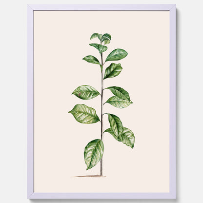 Kökstavla med Arabisk kaffeplanta Poster – Vintageaffisch med en botanisk illustration, köksposter, tavla till kök, poster till kök