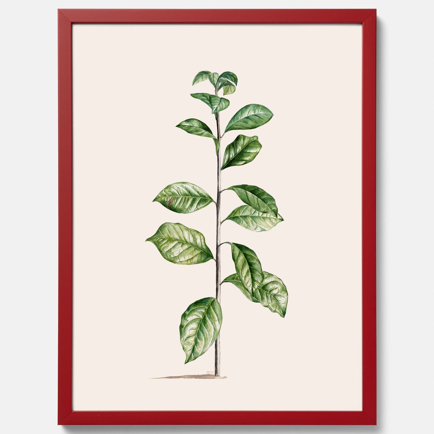 Kökstavla med Arabisk kaffeplanta Poster – Vintageaffisch med en botanisk illustration, köksposter, tavla till kök, poster till kök