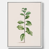 Kökstavla på canvas med Arabisk kaffeplanta Poster – Vintageaffisch med en botanisk illustration, köksposter, tavla till kök, poster till kök