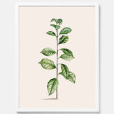 Kökstavla med Arabisk kaffeplanta Poster – Vintageaffisch med en botanisk illustration, köksposter, tavla till kök, poster till kök