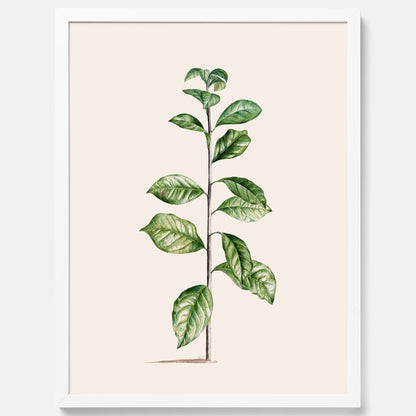 Kökstavla med Arabisk kaffeplanta Poster – Vintageaffisch med en botanisk illustration, köksposter, tavla till kök, poster till kök