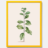 Kökstavla med Arabisk kaffeplanta Poster – Vintageaffisch med en botanisk illustration, köksposter, tavla till kök, poster till kök